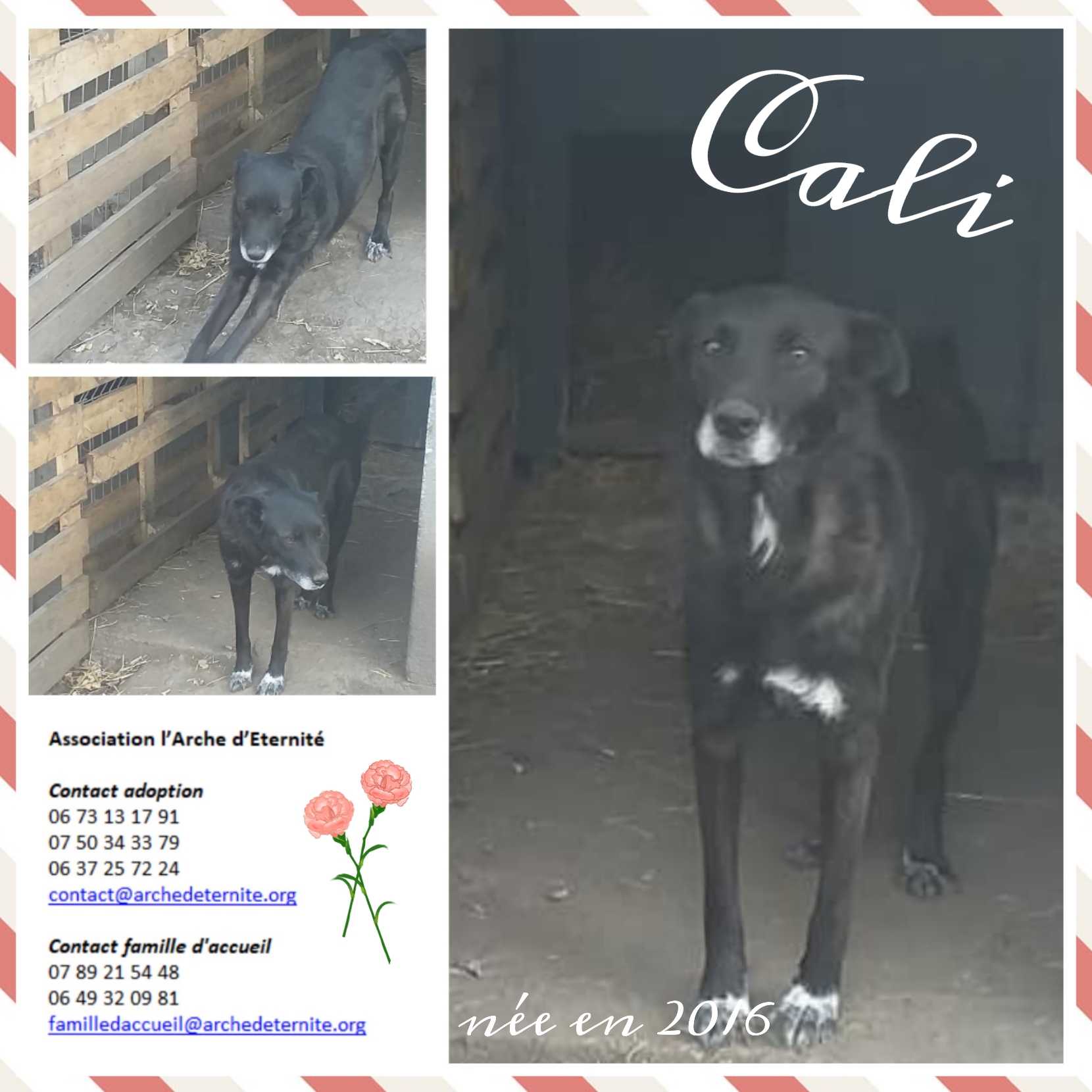 ❤️ Le chien de la semaine ❤️ Image