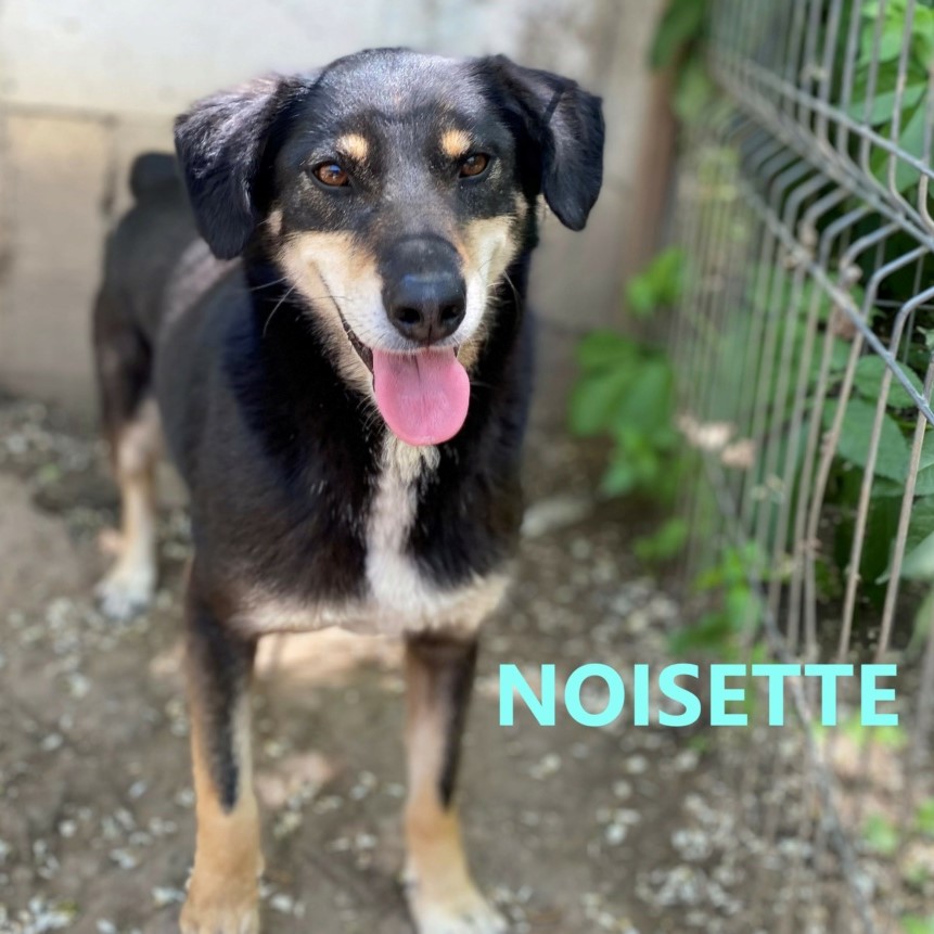 Noisette