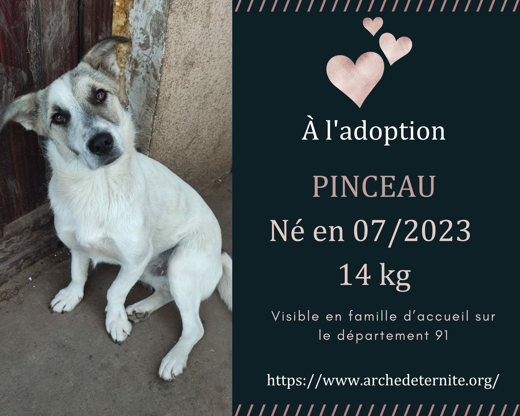 Pinceau