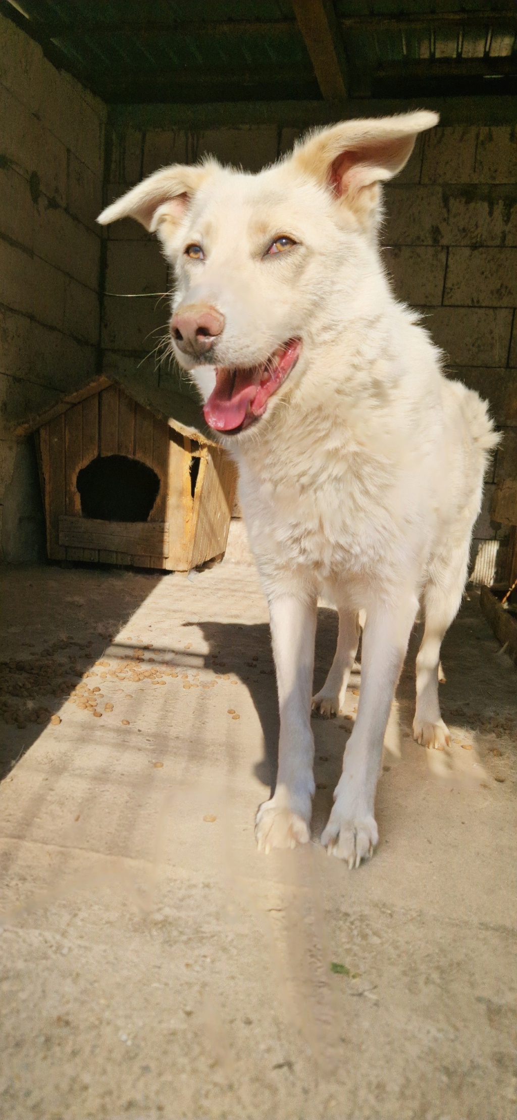 Floki