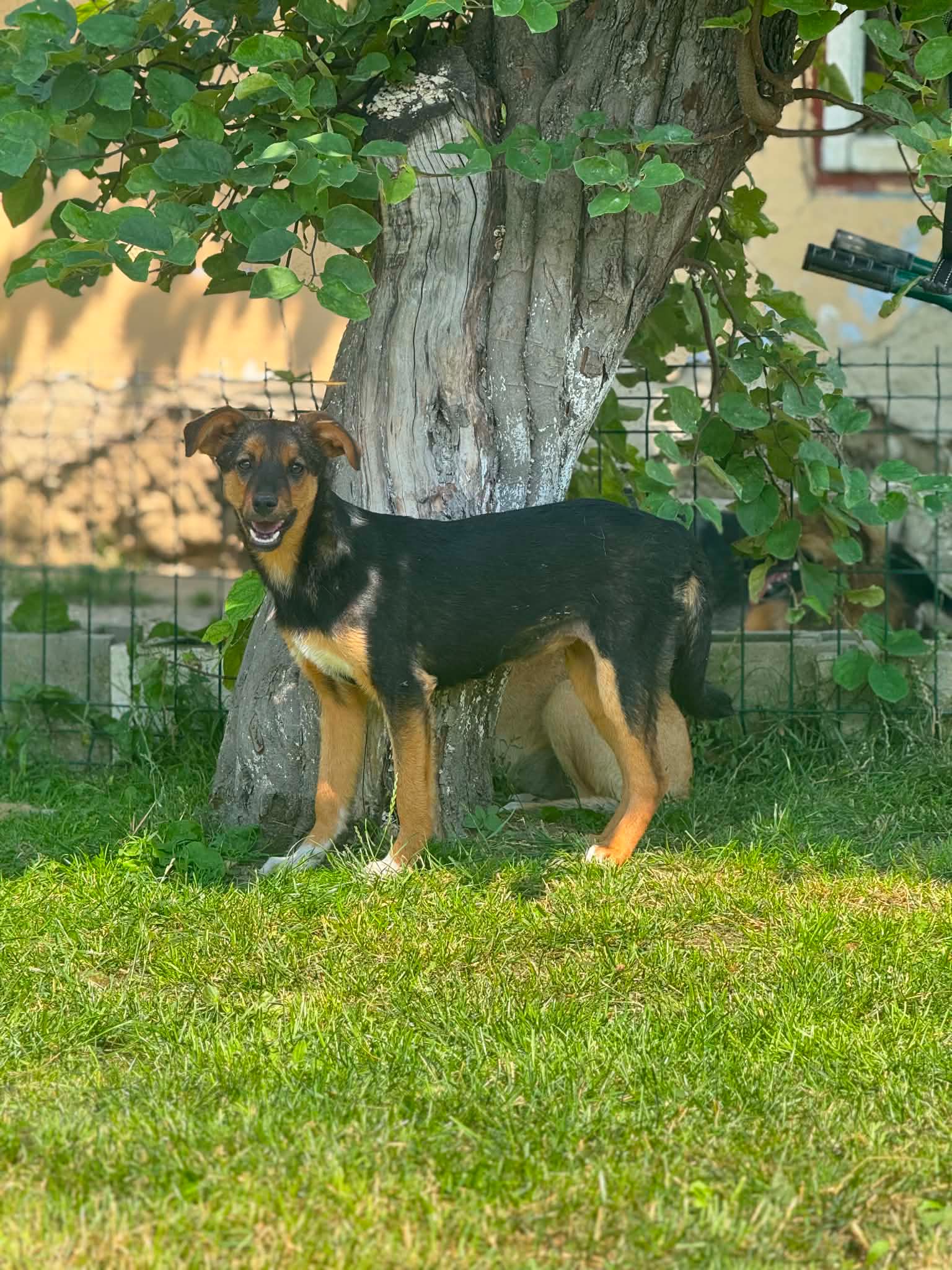 Laïka