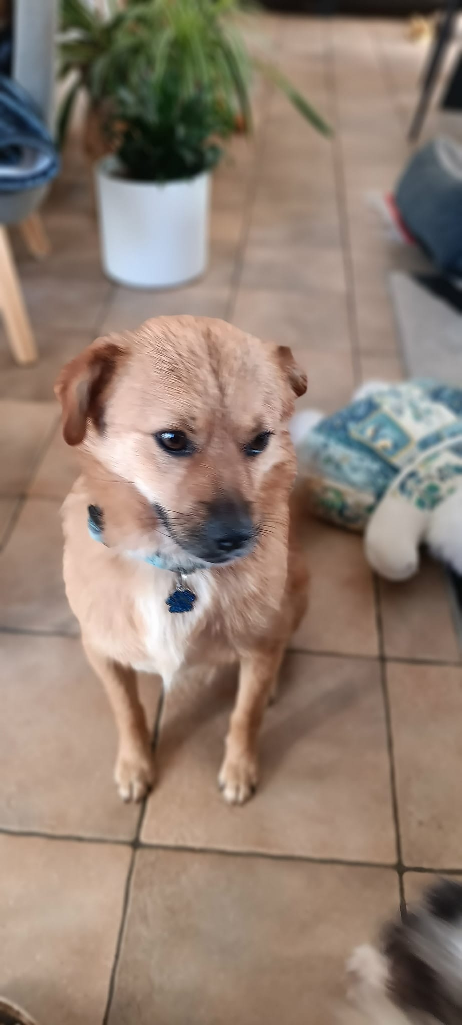 Muffin