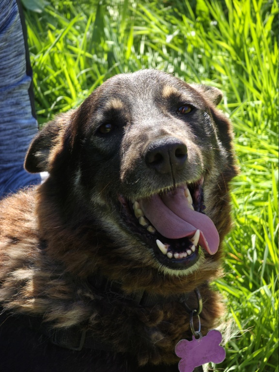 Bonnie (pension)