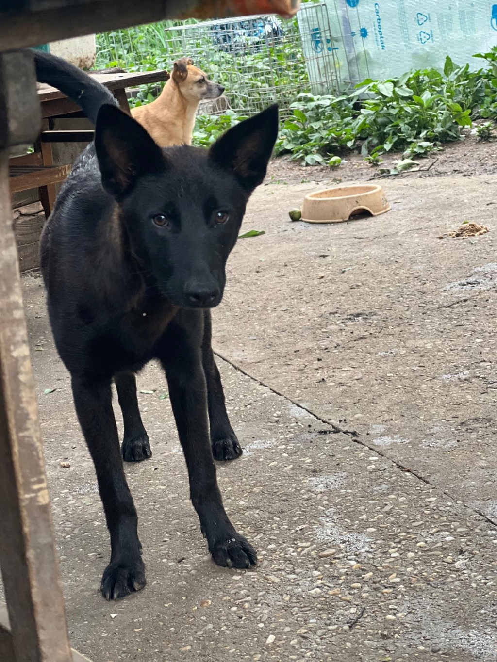 Kalei