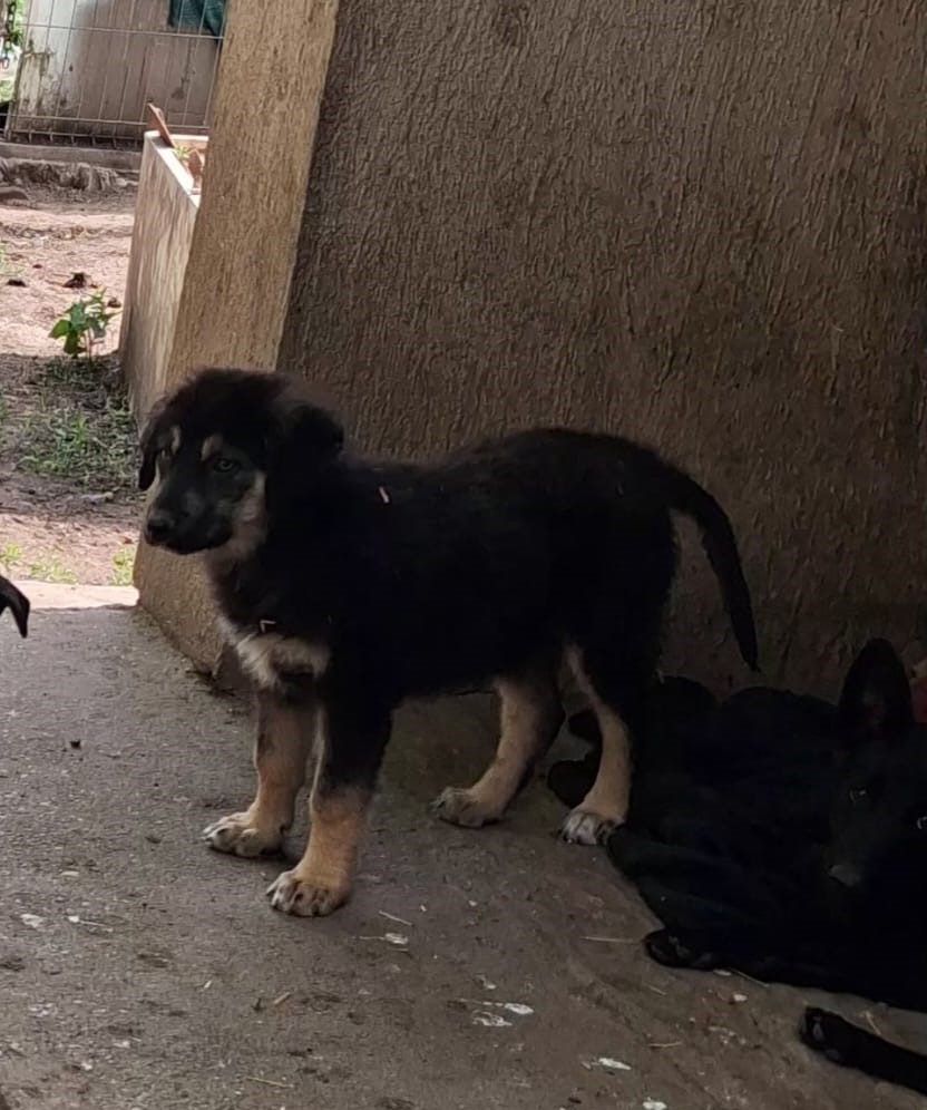 Nash