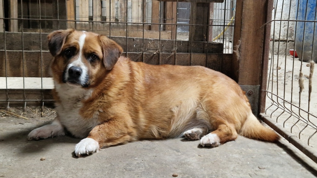 Pongo