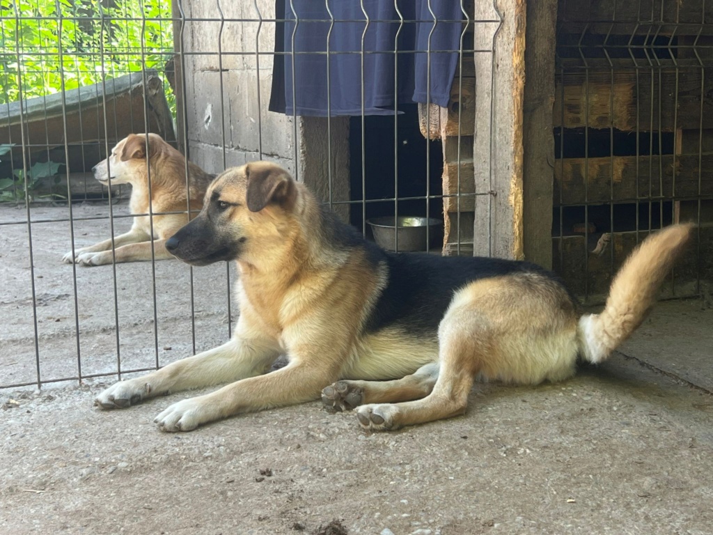 Grigri